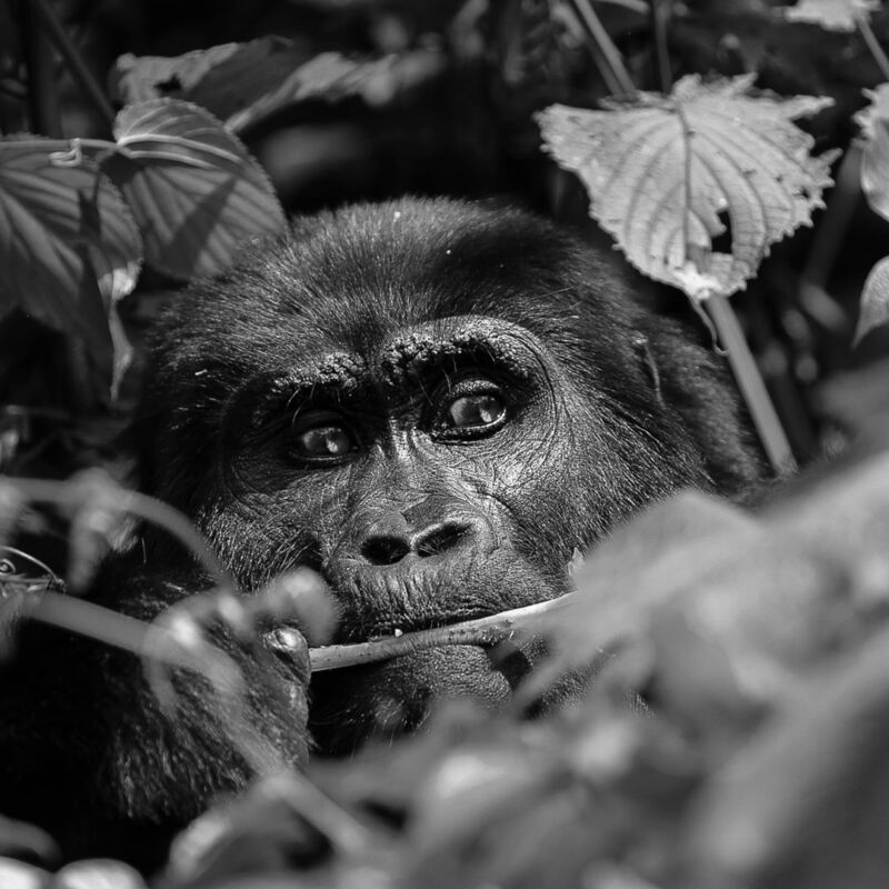 Image for the Tweet beginning: 生命の声 地球の歌
 『霊長類最大 マウンテンゴリラ』

急勾配の獣道を登ること2時間。草むらの奥に佇む巨大な生命体の音。
ガイドからは「遭遇したら目を合わさず背中を向けるように」と言われていたが、日本からここまで見に来たのだから…細心の注意を払い、音も無く望遠レンズを構えた。福 